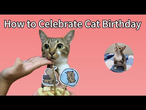 猫の動画サムネイル - Tutu’s 2nd Birthday 🎂（First long video)Thanks for Growing With Us 🐱🦖