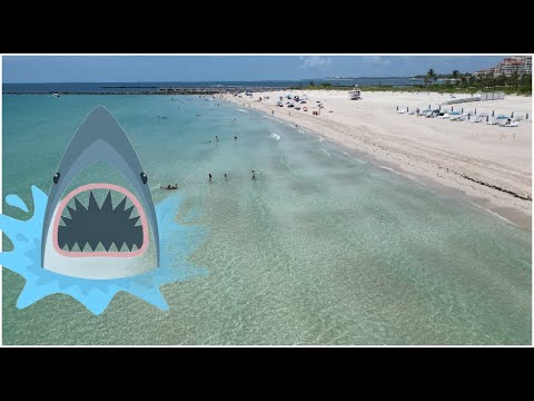 Tiburones en Miami Beach: Mitos y realidad