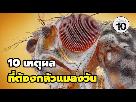 10เหตุผลที่คุณต้องกลัวแมลงวั