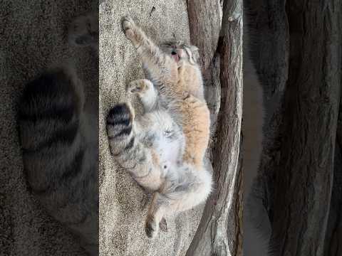 那須どうぶつ王国で発見！ボルくんの癒やしの毛づくろいショット サムネイル