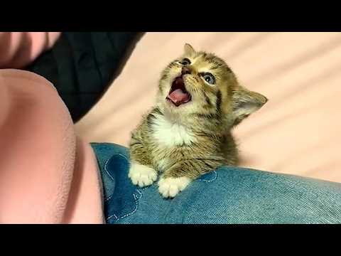 Cute Kittens Become Little Comedians 🤣