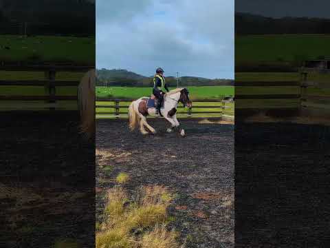 back on my boy #horses #horse #equestrian #equestrians #equine #pony #ponies #horsegirl #cob #cobs