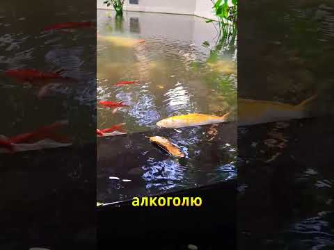 Тяга к алкоголю | цитаты #юмор #цитаты #красота