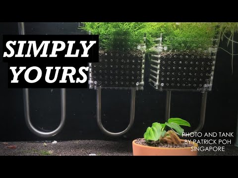 What Changed Everything for Shrimp Keepers Worldwi Join 
https_//www.youtube.com/channel/UCzmxPBBXlxxQhbTDRwyqaow/join

Thumbnail picture taken by Patr