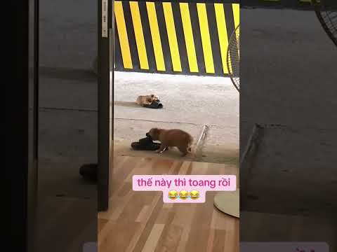 Hao dép lắm đây #dog #dogs #viralvideo #shorts