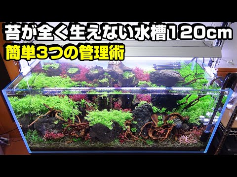 【水草水槽120㎝】これは凄い！化学反応式CO2装置が有能すぎる！【立ち上げ3か月後の様子】