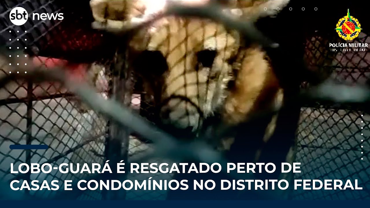 Lobo guará é resgatado perto de casas e condomínios no Distrito Federal