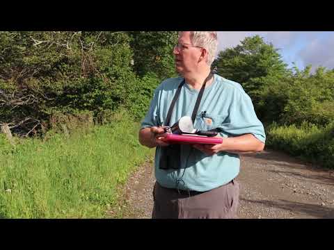 What Hurricane Helene Means for a Declining Songbird