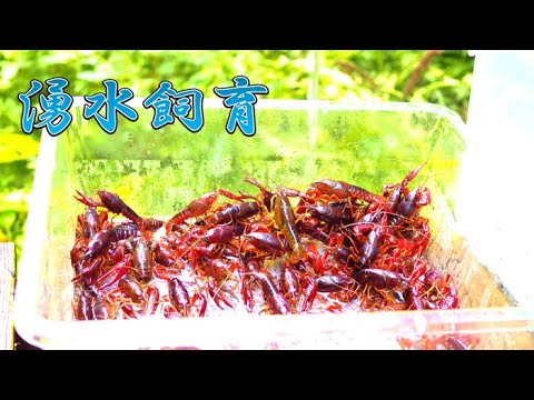 森の湧水で育ったアメリカザリガニを食べてみた結果がヤバすぎた