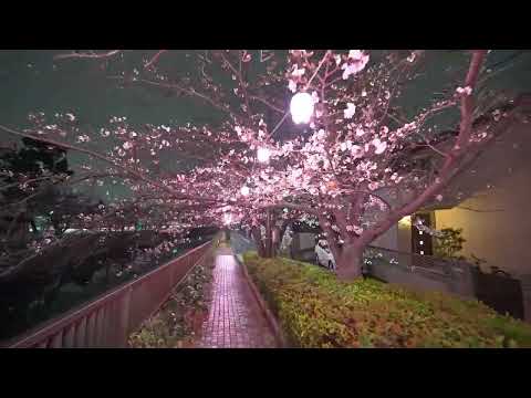 Mama river sakura - not a touristy place way better than Meguro • 4K