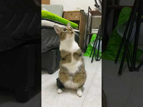 癒しのかわいい猫動画：リラックスできる映像集 サムネイル