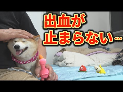 長過ぎるヒートに落ち込む飼い主を、元気づけようとする愛娘に涙が出ます・・・