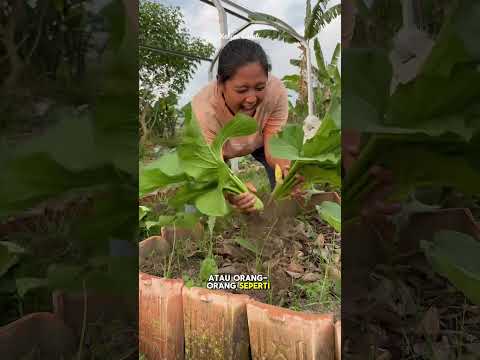 Nasib petani guremnya gurem😅 #kebun #berkebun #garden #homegarden