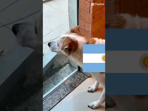 é sempre assim quando a Argentina vê Portugal