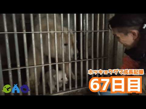 【67日目】ホッキョクグマ成長記録29　赤ちゃん初お目見え！