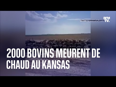 Au moins 2000 bovins sont morts au Kansas à cause de la chaleur, causant un charnier à ciel ouvert