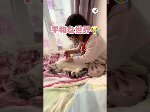 猫の動画サムネイル - 全身麻酔、途中で切れたけどOK｜PECO
