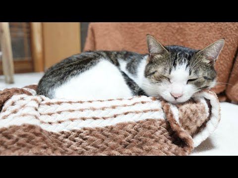 かご猫さばじろうの毛づくろいを観察しよう サムネイル
