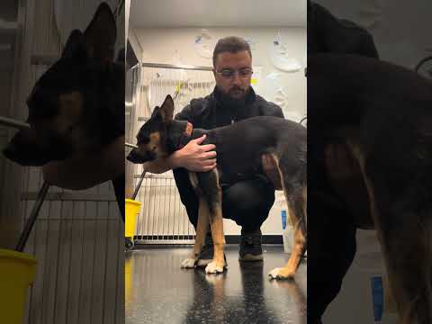 Complete trust… and love without words 🩺🐾