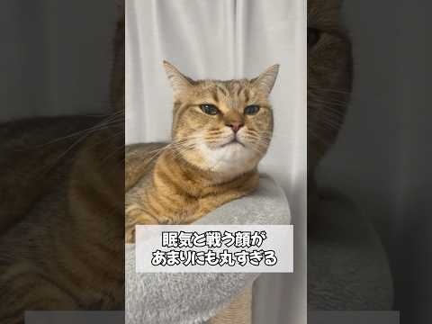 眠気と戦う猫を撮影したら予想外の出来事が…