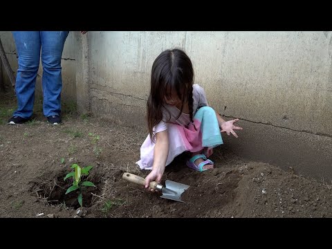 Niños celebran la diversidad biológica plantando árboles