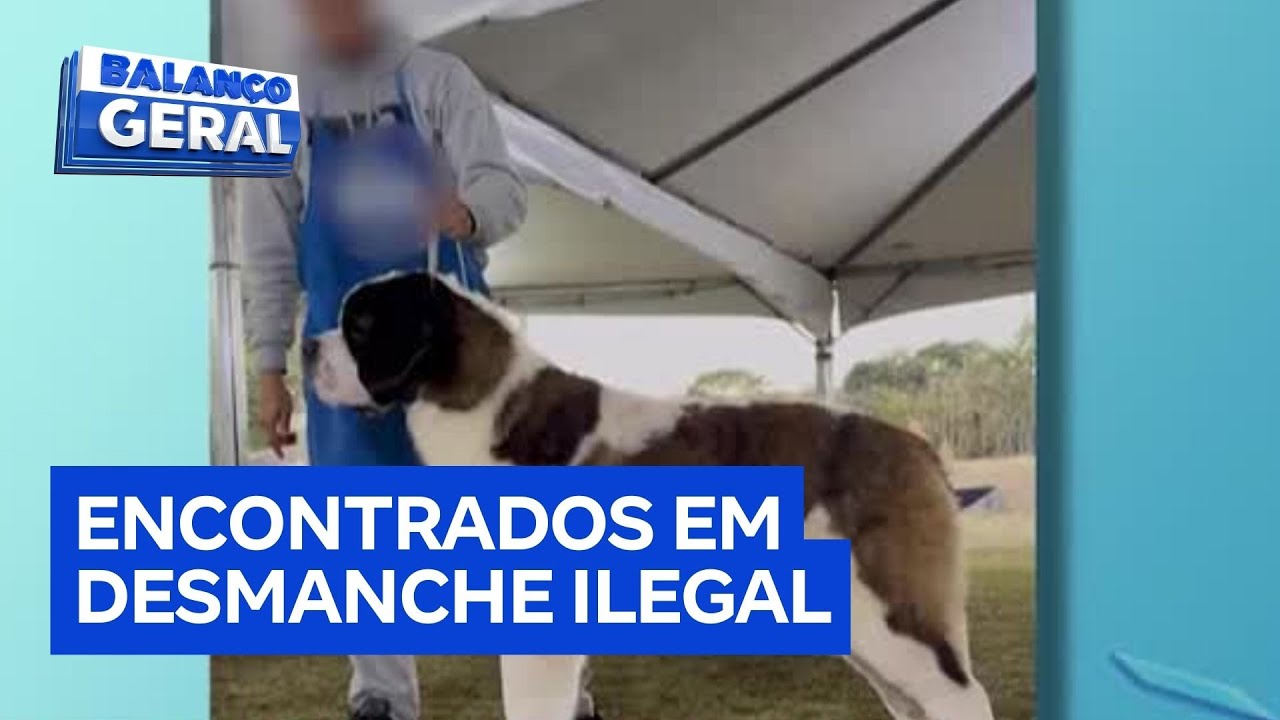 Cães de raça roubados são resgatados em desmanche de carros