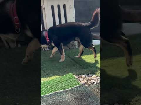 ただ存在がかわいいのんびり柴犬タイム