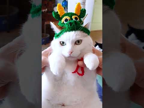 ガブッ御利益あり⁉️龍神さま❣️あけおめ辰年2024年  #Shorts #猫