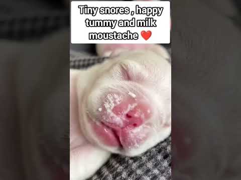 😍🫶🏻#puppy #viralvideo #viral#love #shortvideos #shorts #viralvideo #youtubeshorts #reels #youtuber