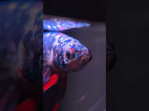 Betta fish steal our hearts at Horizon #bettafish  