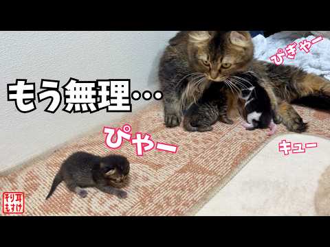 赤ちゃんの夜泣きにもう限界…猫夫婦の人間顔負け“まさかの神対応”【1000万再生動画フル版】