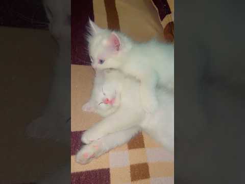 Cat love video 🥰#cuteanimal #cute #catvideos #shortsfeed #youtubeshorts #trending #catlovers #short