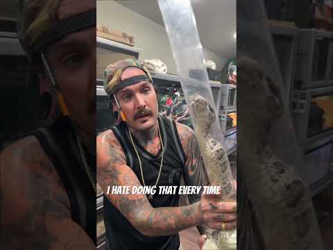 Medicating the Most Toxic Venomous Snake I Own DAY 4 😳😱💉