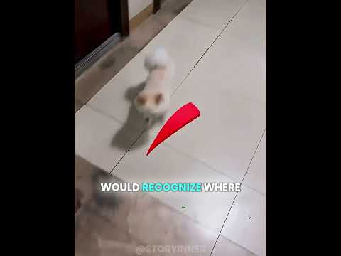 Finding <strong>the</strong> Puppy’s <strong>Home</strong>! 😮🐶