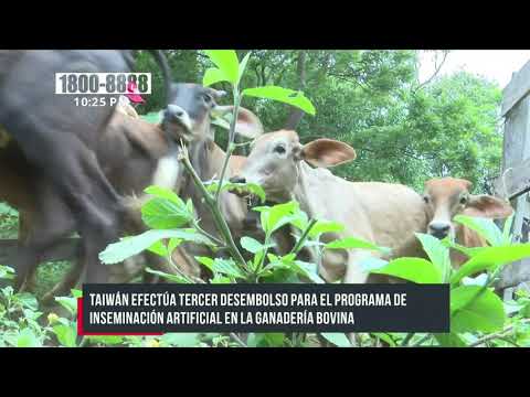 Taiwán financia en Nicaragua programa de inseminación artificial en bovinos