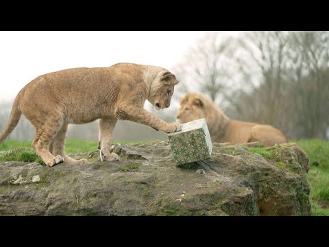 Animals get into Christmas spirit at UK's Whipsnade Zoo | AFP