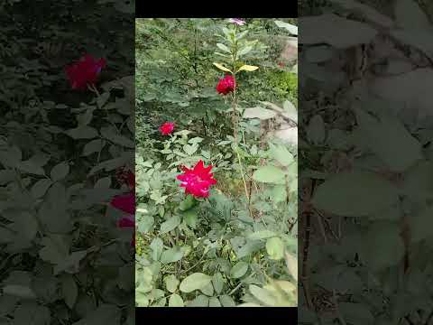 महानदी का गार्डन 🌺🌸🌿#shorts # ytshorts#trending #