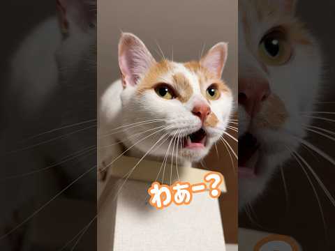 寝る時間にママを待つ甘えん坊のトロしゃんを見るなら サムネイル