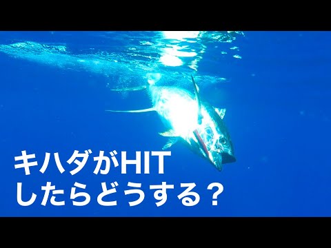 【初めてのキハダキャスティング】キハダがHITしたらどうすればいいのか解説