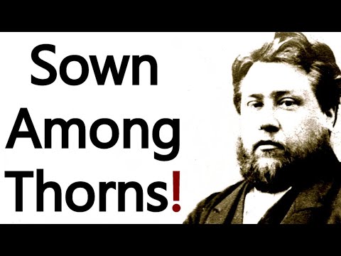 Sown Among Thorns! - Charles Spurgeon Sermon