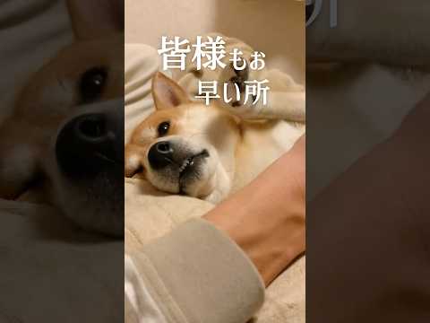 犬の可愛い寒さ対策からの腹ペコな妄想