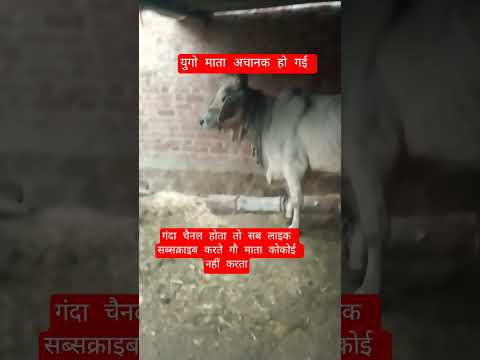 युगो माता अचानक हो गई #13million #motivation #cow #100millon #gaumata #animals