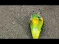 Kili Senegal Parrot - Dead Parrot or Just A Trick?