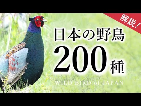 【保存版】日本の野鳥200種（解説付き）