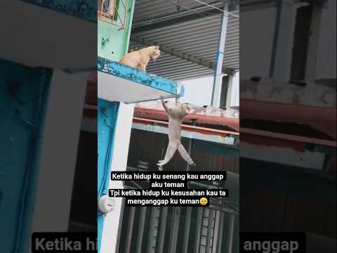 ketika hidup susah teman pun hilang🥺🥺#cat #kucing #shorts