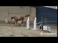 Springpaard 4yo ZIROCCO x CONCORDE