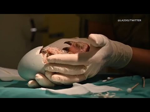 Watch California condor hatch from egg at LA Zoo | ABC7