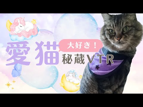 【猫動画】大好き！愛猫秘蔵VTR〜にゃんともパレード〜#猫動画#猫#420