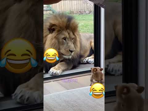 ne ris pas seul 🤣😂 partages 😂🙌🏻😂 #funny #habesha #drole #rire