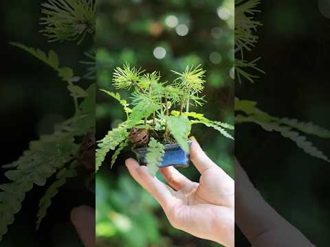 7月のワイルド松ぼっくり豆盆栽